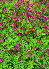 Dicentra formosa 'Adrian Bloom'